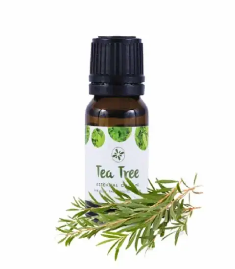 Skin Cafe Tea Tree Essential Oil 10ml amber bottle with white dropper cap and fresh green leaves.